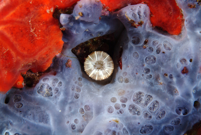 Caryophyllia inornata